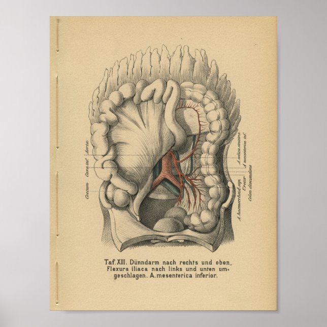 Poster Vintage 1888 Anatomie allemande Imprimer l'abdomen (Devant)
