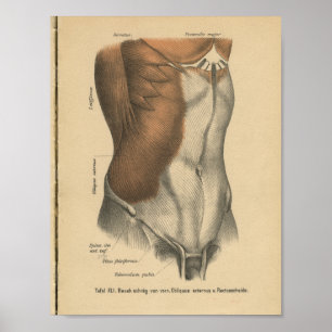 Poster Vintage 1888 Anatomie allemande Imprimer l'abdomen