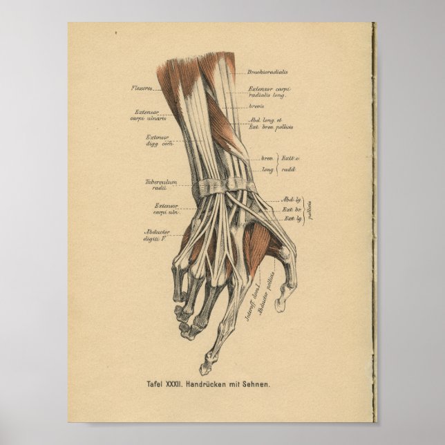 Poster Vintage 1888 Anatomie allemande Imprimer Muscles à (Devant)