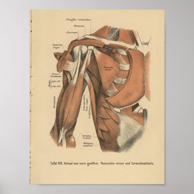 Poster Vintage 1888 Anatomie allemande Imprimer Muscles d (Devant)