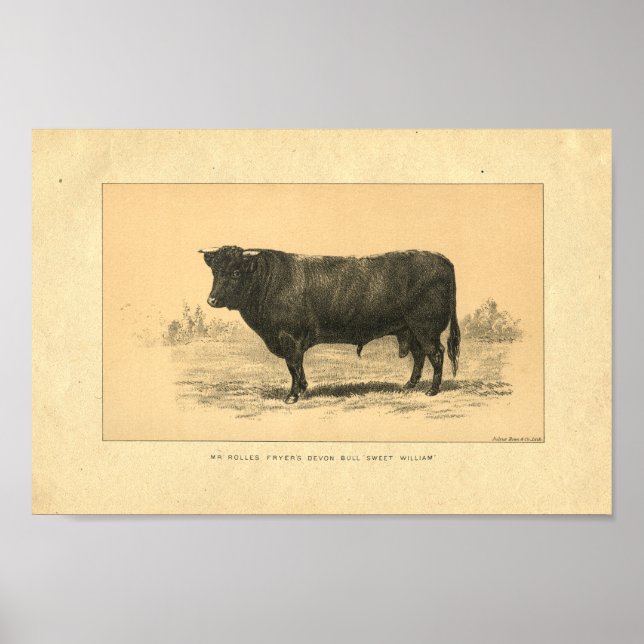 Poster Vintage 1888 Bull Print (Devant)