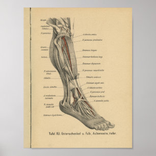 Poster Vintage 1888 German Anatomy Print Leg Foot