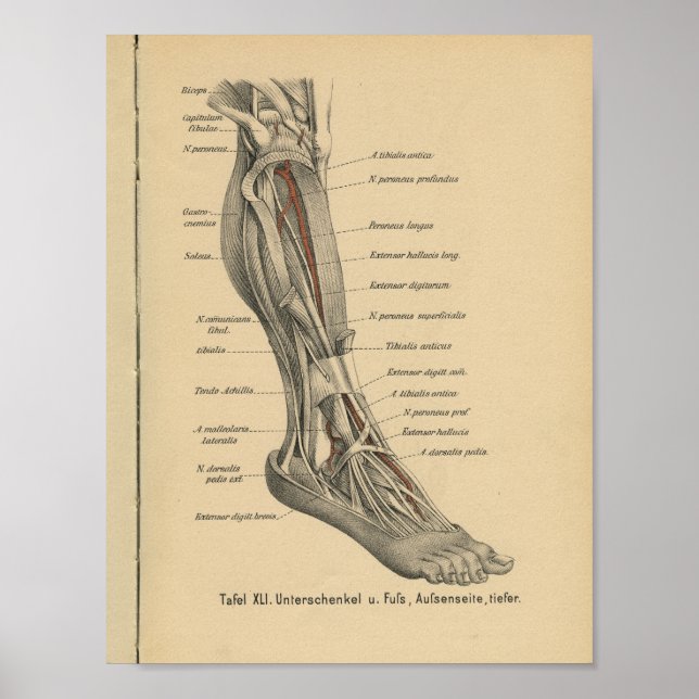 Poster Vintage 1888 German Anatomy Print Leg Foot (Devant)