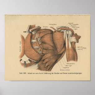 Poster Vintage 1888 German Anatomy Print Shoulder Muscles
