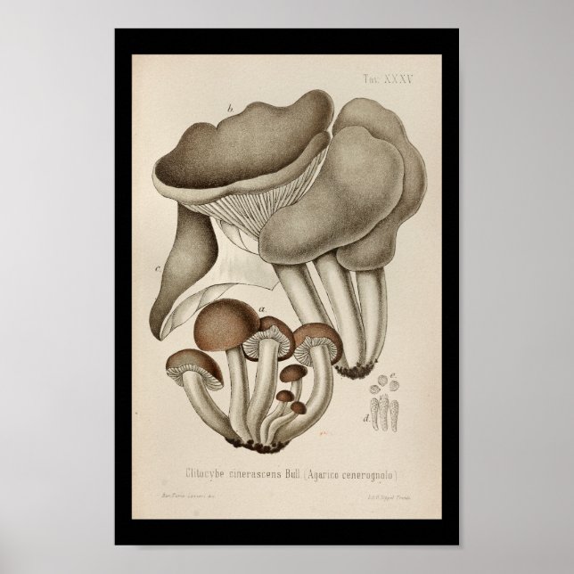 Poster Vintage 1899 Champignons Art Casquette Brown Impri (Devant)