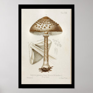 Poster Vintage 1899 Champignons Art Casquette Brown Impri