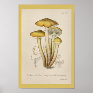 Poster Vintage 1899 Champignons Art Jaune Brown Imprimer