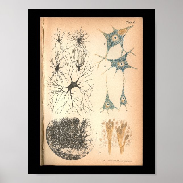 Poster Vintage 1901 Cellules Nerves Anatomie Imprimer (Devant)