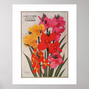 POSTER vintage À FLEURS "CANNAS"