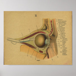 Poster Vintage allemand Anatomie Imprimer l'oeil
