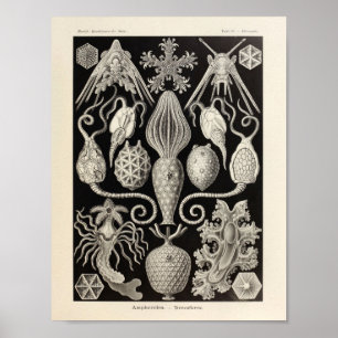 Poster Vintage Amphoridea Ernst Haeckel Imprimer