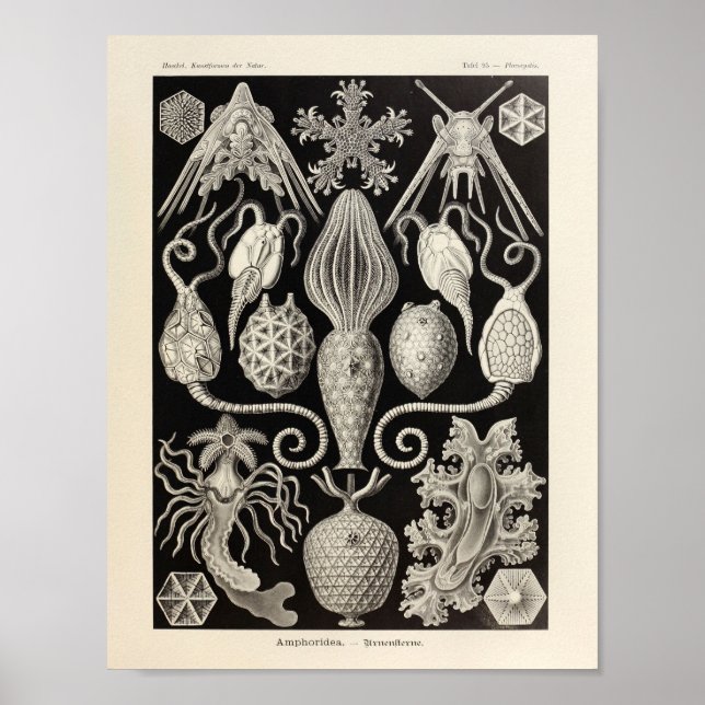Poster Vintage Amphoridea Ernst Haeckel Imprimer (Devant)