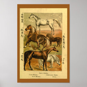 Poster Vintage Arab Horse Pony Natural History Print