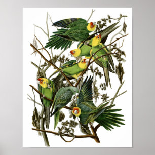 Poster vintage Audubon Carolina Parakea Imprimer