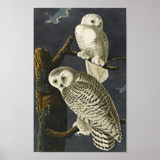 Poster vintage Audubon Snowy Owl Imprimer (Devant)