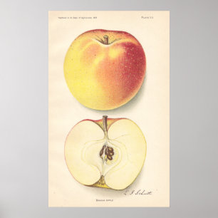 Poster vintage Banana Apple