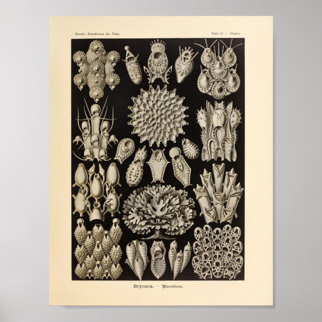 Poster Vintage Black Ernst Haeckel Ocean Life Imprimer (Devant)