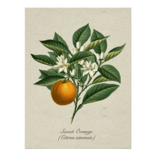 Poster Vintage Botanique Orange Fruit Blossom Feuille Pos