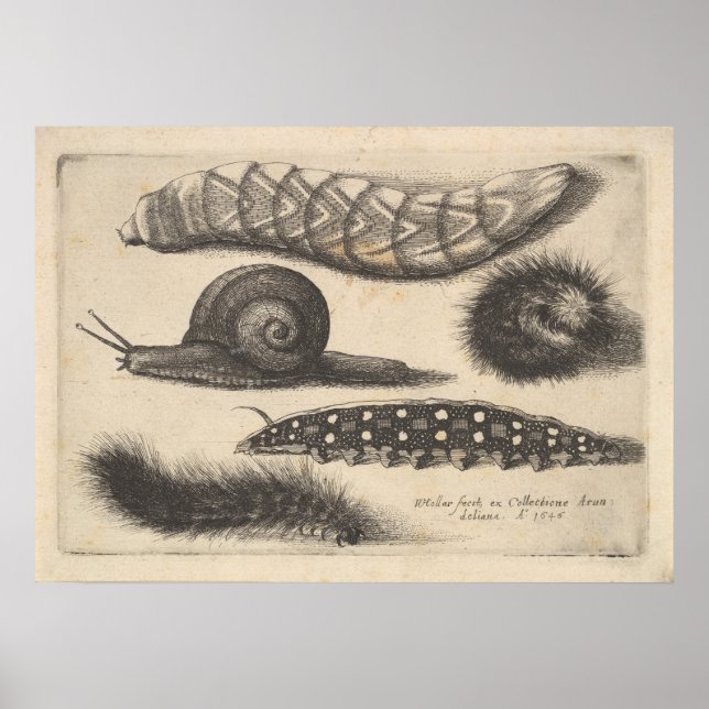Poster Vintage Caterpillar Snail Insect Nature Imprimer ( (Devant)