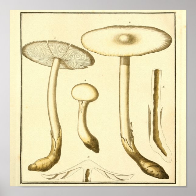 Poster Vintage Champignons communs Imprimer (Devant)