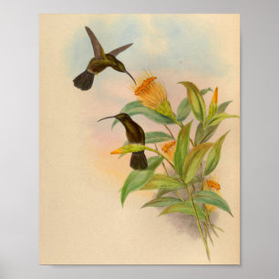 Poster Vintage Colibri Imprimer Fleurs orange