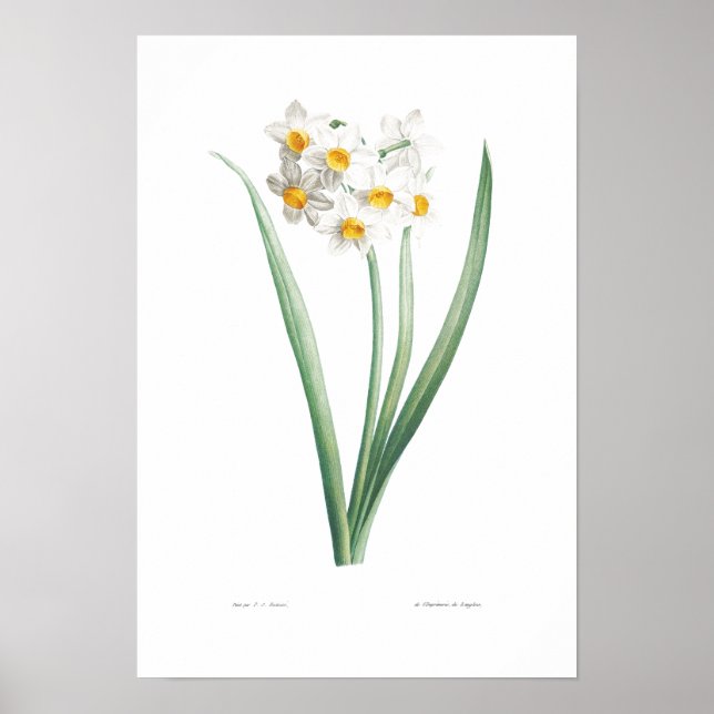 POSTER vintage DE NARCISSUS BOTANIQUE (Devant)