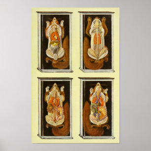 Poster vintage de vétérinaire d'anatomie