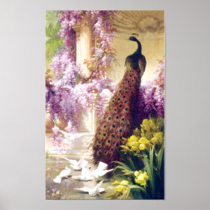 Poster vintage d'images Peacock