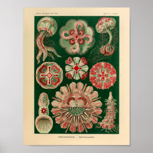Poster Vintage Discomedusae Color Ernst Haeckel Art Print