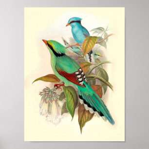 Poster vintage d'oiseaux