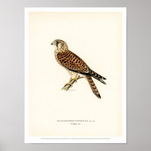 Poster vintage d'oiseaux - Faucon Kestrel