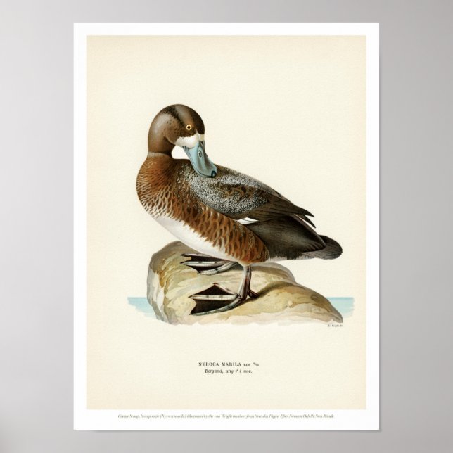 Poster vintage d'oiseaux - Grand écorce (Devant)