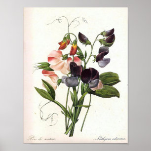 Poster vintage Floral