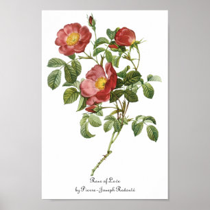 Poster Vintage Flowers Floral Red Rose of Love by Redoute