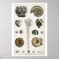 POSTER VINTAGE "FOSSILES" D'OLIVER GOLDSMITH