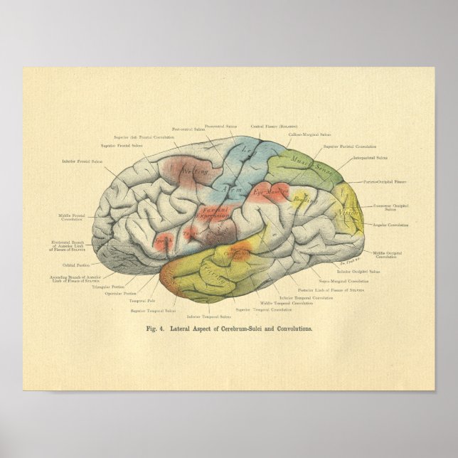 Poster Vintage Frohse Anatomical Brain Sensory Areas (Devant)