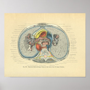 Poster Vintage Frohse Anatomy Cross Section