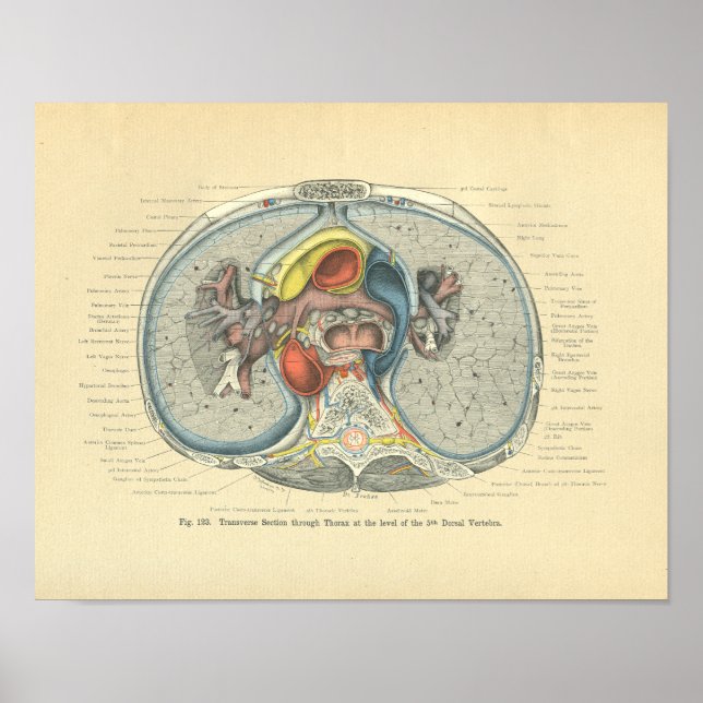 Poster Vintage Frohse Anatomy Cross Section (Devant)