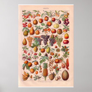 poster vintage fruits 1920