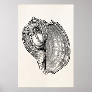 Poster Vintage Harp Seashell Antique Shells Modèle