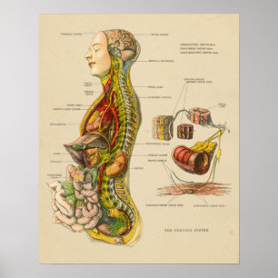 Poster Vintage Human Nervous System Anatomy Chart