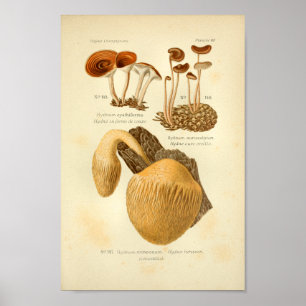 Poster Vintage Hydnum Champignons Brown Art