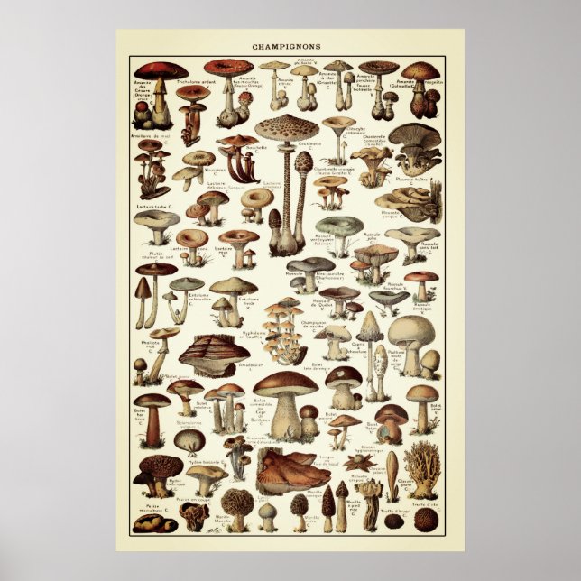 Poster vintage Imprimer Champignons Carte Champign (Devant)
