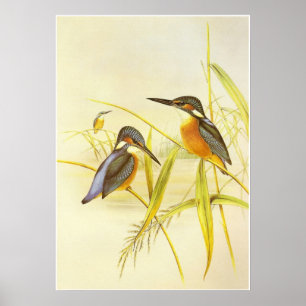 Poster Vintage Kingfisher Birds