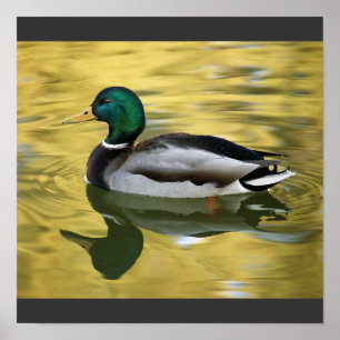 Poster vintage Mallard Duck Art