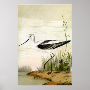Poster Vintage Marine Life Shorebirds, Avocet Birds