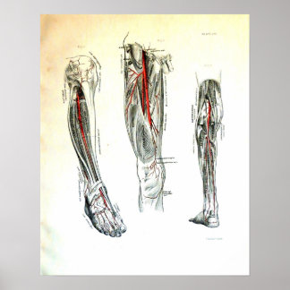Poster Vintage medical illustration of the leg