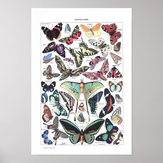 Poster vintage Papillons Larousse pour tous (Devant)