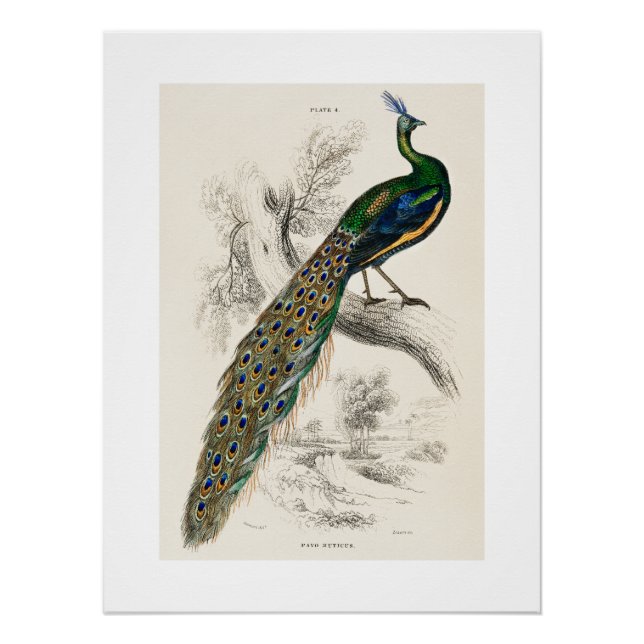 Poster Vintage Peacock Histoire naturelle Imprimer (Devant)