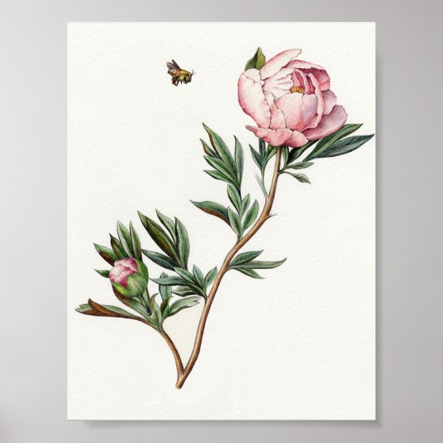 Poster vintage Peony (Devant)